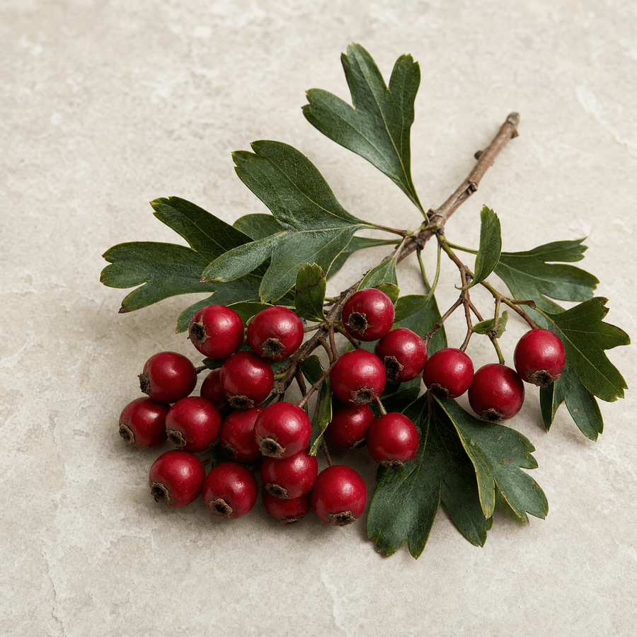 Hawthorn berry macro