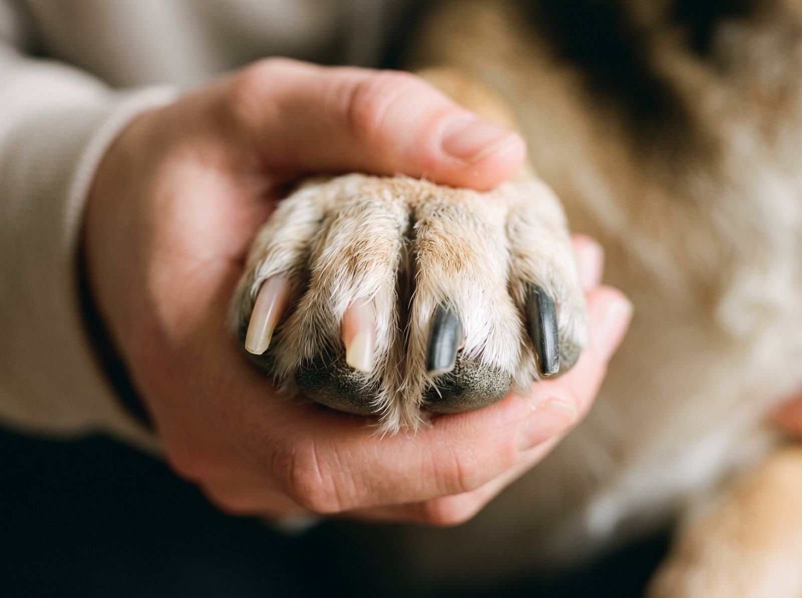A dog's paw held in a hand: pale nails with the quick visible, and solid black nails where it is not.