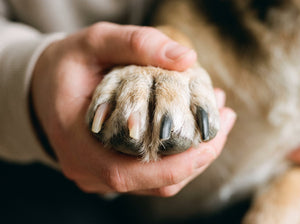 A dog's paw showing pale and black nails